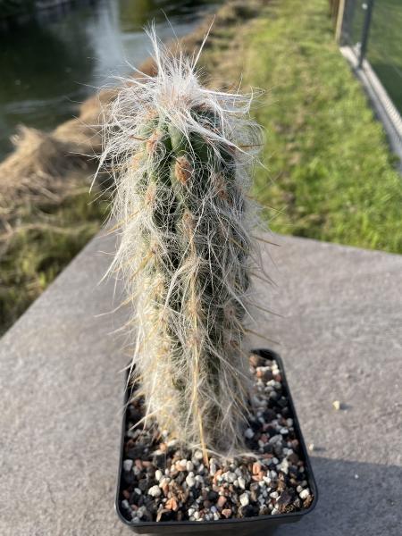 Oreocereus celsianus